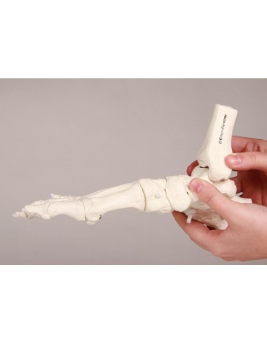 Erler Zimmer, modello anatomico funzionale di...