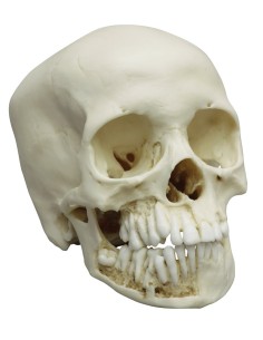 Anatomical model of 12-year-old child's skull Erler...