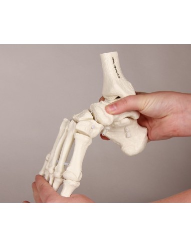 Erler Zimmer, modello anatomico funzionale di...