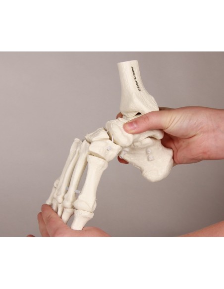 Erler Zimmer, modelo anatómico funcional de articulación esquelética del pie, con troncos de tibia y peroné 6056