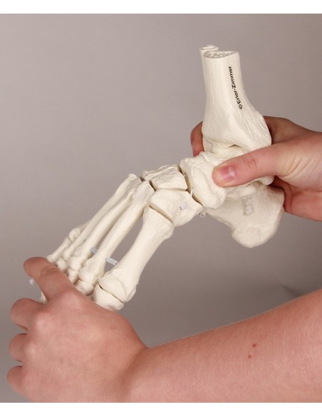Erler Zimmer, functional anatomical model of foot skeletal joint, with tibia and fibula trunks 6056