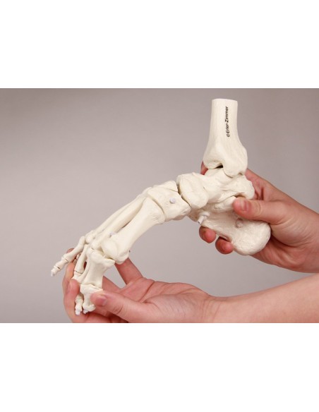Erler Zimmer, functional anatomical model of foot skeletal joint, with tibia and fibula trunks 6056