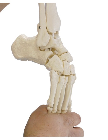 Erler Zimmer, modelo anatómico funcional de articulación esquelética del pie, con troncos de tibia y peroné 6056