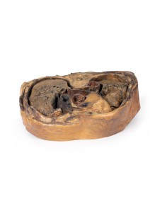 Coupe du thorax sur la vertèbre T6 - Erler Zimmer 3D... 2