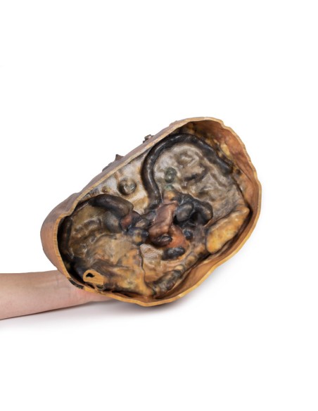 Sezione del torace sulla vertebra T6 - Erler Zimmer 3D anatomy Series MP1120