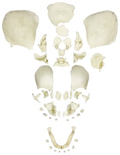 Fully developed disassembled fetal skull Erler Zimmer 4728
