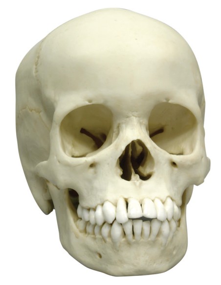 13-year-old child's skull Erler Zimmer 4739