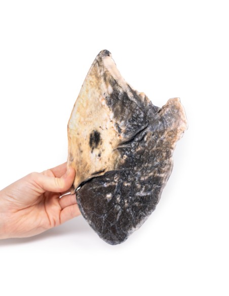 Polmonite lobare - Erler Zimmer 3D anatomy Series MP2057