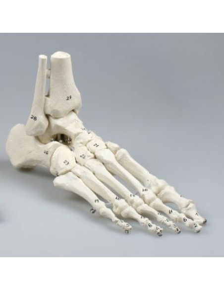 Modèle anatomique de l'articulation du squelette du pied, avec les troncs du tibia et du péroné, numéroté 6057