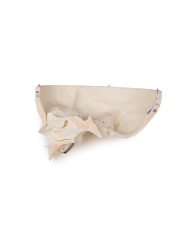 Luxus-Kinderschädel für Fortgeschrittene, in 14...