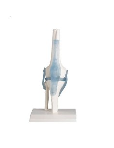 Erler Zimmer, functional anatomical model of knee joint,...