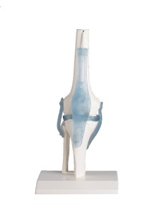 Erler Zimmer, functional anatomical model of knee joint,... 2