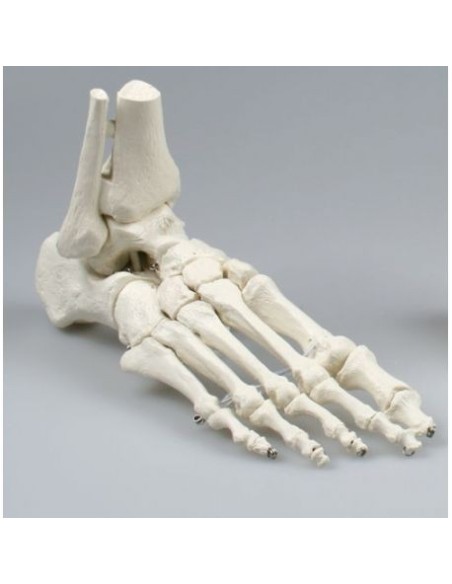 Erler Zimmer, modèle anatomique de l'articulation du squelette du pied, avec les troncs du tibia et du péroné 6053