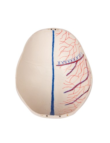 Luxus-Kinderschädel für Fortgeschrittene, in 14...