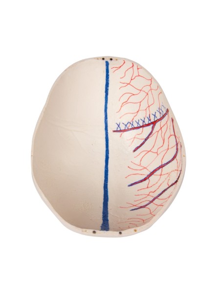 Luxus-Kinderschädel für Fortgeschrittene, in 14 Teilen Erler Zimmer 4810