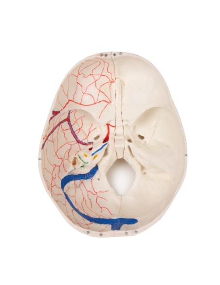 Luxus-Kinderschädel für Fortgeschrittene, in 14 Teilen Erler Zimmer 4810