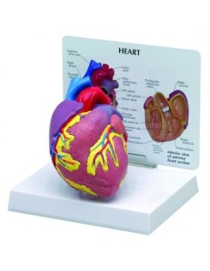 Modello di cuore didattico scomponibile in 2 parti 3B...
