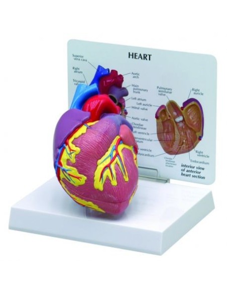 Corazón didáctico de 2 piezas modelo 3B Scientific 1019529