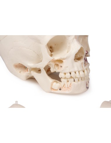 Luxus-Kinderschädel für Fortgeschrittene, in 14...