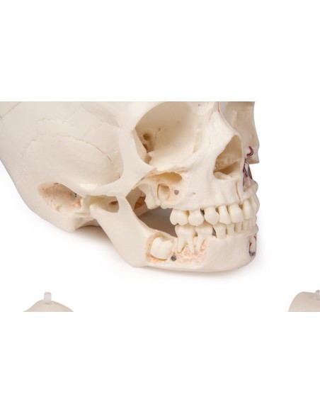 Luxus-Kinderschädel für Fortgeschrittene, in 14 Teilen Erler Zimmer 4810