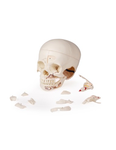 Luxus-Kinderschädel für Fortgeschrittene, in 14...