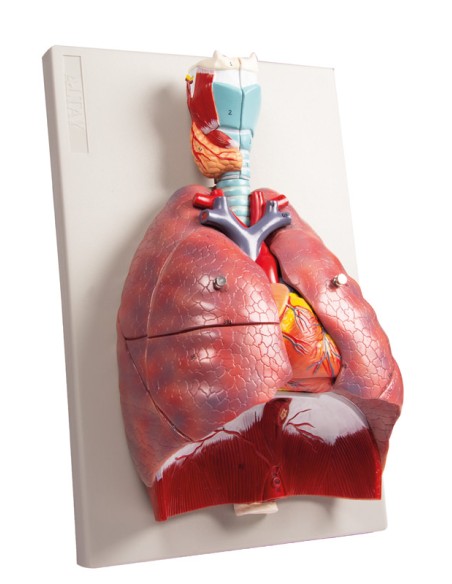 Erler Zimmer, modello anatomico di polmoni, cuore e laringe in 7 parti G115