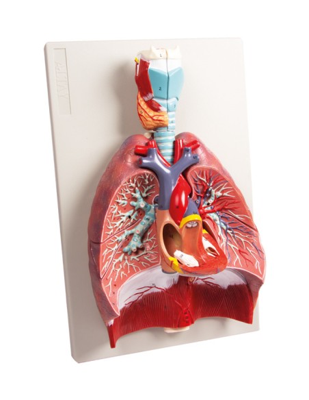 Erler Zimmer, modèle anatomique des poumons, du cœur et du larynx en 7 parties G115