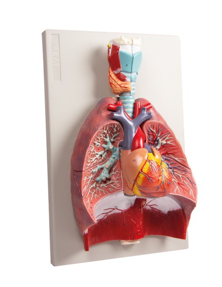 Erler Zimmer, anatomisches Modell von Lunge, Herz und Kehlkopf in 7 Teilen G115