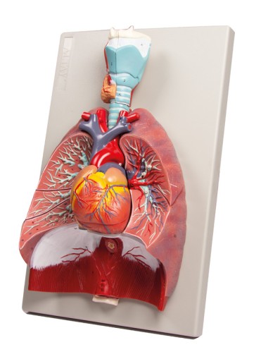 Erler Zimmer, modello anatomico di polmoni,...