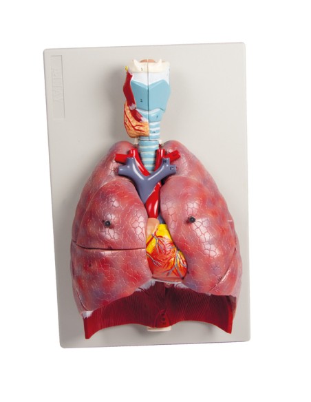 Erler Zimmer, anatomisches Modell von Lunge, Herz und Kehlkopf in 7 Teilen G115