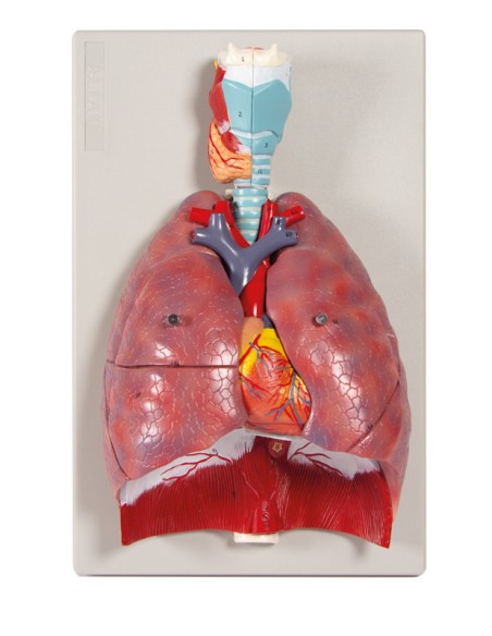 Erler Zimmer, modelo anatómico de pulmones, corazón y laringe en 7 partes G115