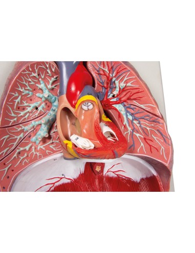 Erler Zimmer, modelo anatómico de pulmones,...