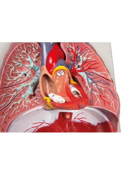Erler Zimmer, modelo anatómico de pulmones, corazón y laringe en 7 partes G115