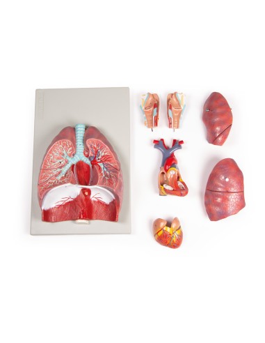 Erler Zimmer, modelo anatómico de pulmones,...