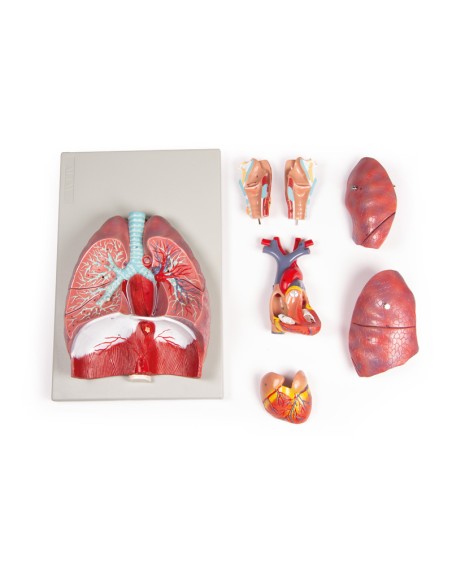 Erler Zimmer, modelo anatómico de pulmones, corazón y laringe en 7 partes G115
