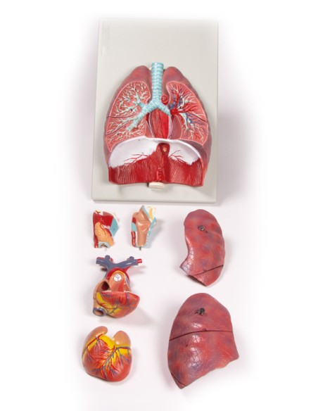 Erler Zimmer, modèle anatomique des poumons, du cœur et du larynx en 7 parties G115