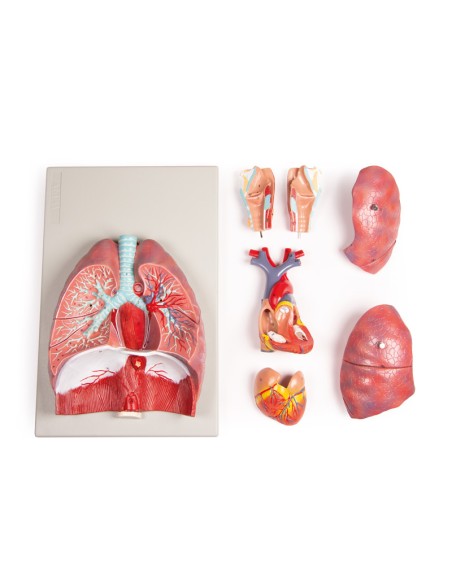 Erler Zimmer, modelo anatómico de pulmones, corazón y laringe en 7 partes G115