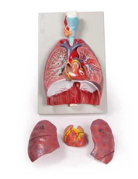 Erler Zimmer, modelo anatómico de pulmones, corazón y laringe en 7 partes G115