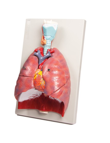 Erler Zimmer, modello anatomico di polmoni, cuore e laringe in 7 parti G115