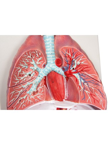 Erler Zimmer, modelo anatómico de pulmones,...