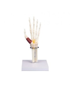 Erler Zimmer, anatomical model of hand and wrist with...