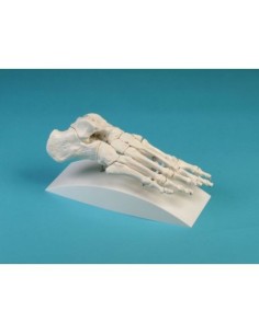 Erler Zimmer, anatomisches Gelenkmodell des Fußskeletts,...