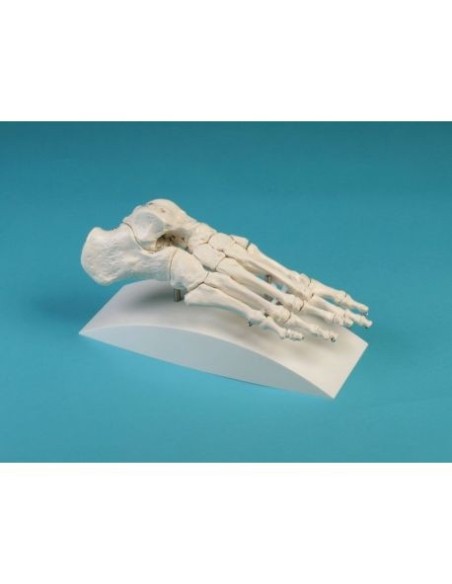 Erler Zimmer, modèle d'articulation anatomique du squelette du pied, sur le stand 6050S