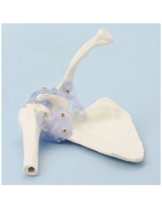 Erler Zimmer, anatomisches Funktionsmodell des...