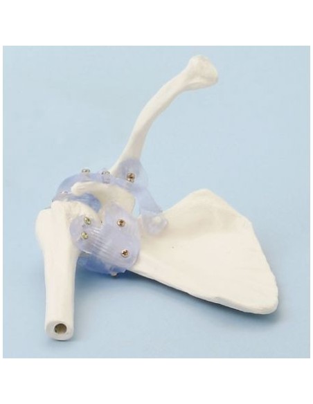 Erler Zimmer, functional anatomical model of shoulder joint, with ligaments 4551