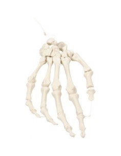Erler Zimmer, modello anatomico di scheletro della mano...