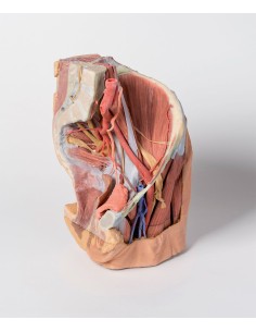 Female left pelvis and proximal thigh - Erler Zimmer 3D... 2