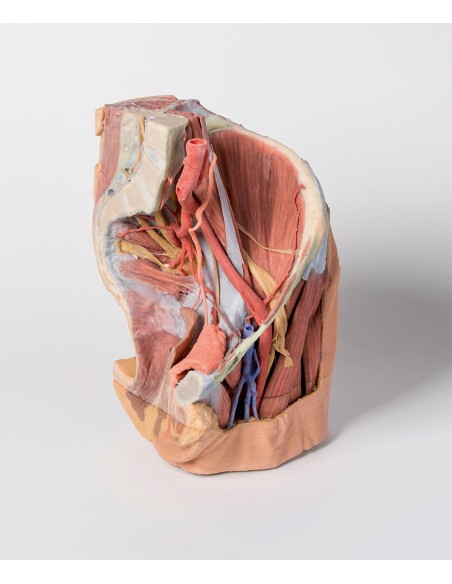 Pelvis izquierda femenina y parte proximal del muslo - Erler Zimmer 3D anatomy Series MP1780
