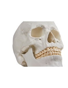 Erler Zimmer, Cranio, modello classico, scomponibile in 3... 2