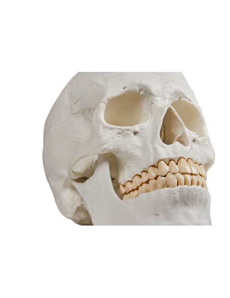 Erler Zimmer, Cranio, modello classico, scomponibile in 3 parti 4500